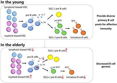 Frontiers | B Cell Dysfunction Associated With Aging And Autoimmune ...